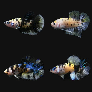 (熱帯魚)鯉ベタ・ハーフムーンプラガット コイカラー オス(黄色系)(3匹) 沖縄別途送料 北海道・九州航空便要保温