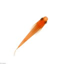 (めだか)紅帝メダカ(5匹)