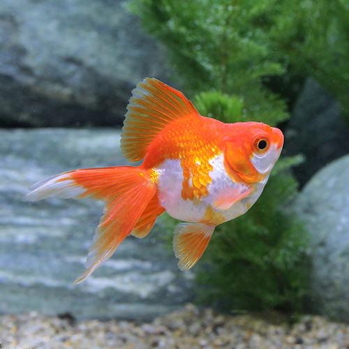 更紗琉金平賀養魚場産