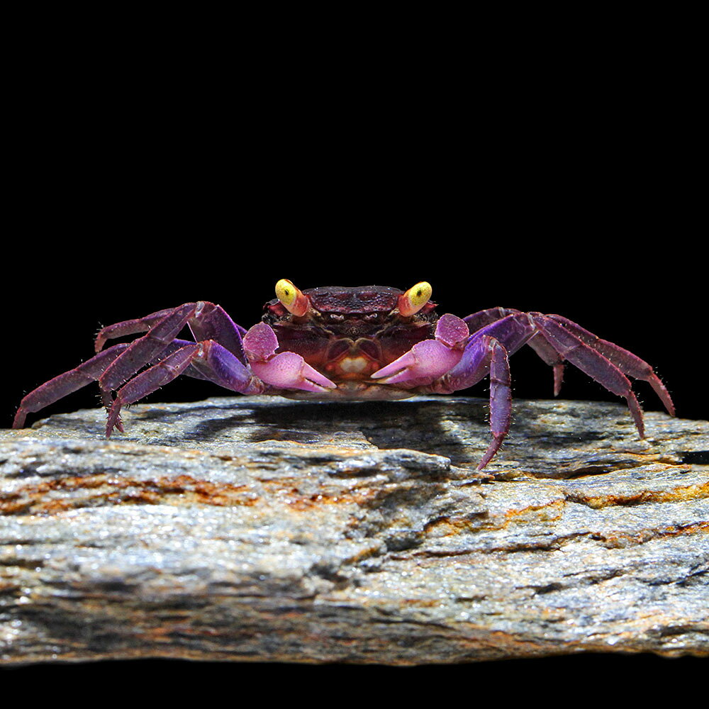 お送りする個体は甲幅0．5cm〜1．5cm程度です。ヒゲや脚が切れている場合がございますが、成長とともに再生してきます。 個体サイズや模様についてはお受け致しかねますのでご了承下さい。バンパイア・クラブ販売名バンパイア・クラブ学名（※）Geosesarma　bicolor（※）…改良品種や学名が不明の種は流通名での記載の場合があります。別名ヴァンパイヤクラブカーニバルクラブ分布インドネシア　—　スラウェシ島飼育要件最大甲幅　　　→　1．5cm温度　　　　　　→　20〜27度水質　　　　　　→　中性〜弱アルカリ性餌　　　　　　　 →　生餌、人工飼料※飼育環境は一例です。必ずしもこの環境下であれば飼育できることを確約するものではございません。種類詳細スラウェシ島原産の淡水ガニです。色彩は個体差が見られますが、黄色い目と紫の体色を持つ美しい種で、背部には大きな白い斑紋を持ちます。夜行性で物陰を好む臆病な性質で、水辺の陸部に生息するようです。飼育は容易で、水中で脱皮をするため、体が全て水に浸かる程度の水場を用意したテラリウムで飼育可能です。エサは人工飼料で問題ありません。十分に隠れ家を用意し、過密になるとケンカをするので注意が必要です。遊泳している魚を捕食することはあまりありませんが、単独飼育が理想的でしょう。大卵型で飼育下での繁殖も可能です。飼育のポイント水質の悪化と高水温に注意が必要です。陸上部分と体が全て水に浸かる程度の水場を用意したテラリウムでの飼育が適しています。脱走が上手く、障害物や多少の壁であれば登ってしまうので十分な深さのある容器か、フタを用意する必要があります。人工飼料、アカムシなど雑食性で何でも良く食べます。大食漢で水を汚しやすいので残餌は早めに取り除いてください。混泳の注意点カニの中では攻撃性が低く複数匹飼育が可能ですが、過密になるとケンカでハサミや足を失うことがあります。十分なスペースと隠れ家を用意する必要があります。動きの緩慢な魚は捕食されてしまうことがあります。また大型になる種には本種が捕食されてしまうことがあります。繁殖Geosesarma属のカニは大卵型で水槽内でも繁殖が可能です。水槽内で交尾したびたびメスが抱卵することがあります。交尾はメスが脱皮直後に行われるため弱りやすく、場合によっては共食いされてしまうことがあります。健康で大きな個体を繁殖に用い、十分な隠れ家を用意してください。メスがやや大きめの卵を腹部に抱え、卵はそのまま稚ガニになり、しばらくは親ガニの周りにくっついています。種によってはメスが甲羅の背面に稚ガニを乗せて保護します。この孵化直後の稚ガニは特に水質の悪化や高水温に弱く、むやみに触ったり水から出すと死んでしまうこともあります。その他—→　当店ではこちらのエサを与えています。●aquarium　fish　food　series　「ff　num03」　小型魚用フード●グロウ　F（沈降性、ペレットタイプ）●イトメ●冷凍アカムシPSBQ10　ピーエスビーキュート　淡水用　30mL5個セット　光合成細菌　バクテリア　熱帯魚（生餌）淡水用　微生物で水質向上セット　エサ用ゾウリムシミックス＋PSBQ10　本州四国限定（水草）★育成済★　ウィローモス　ボール（水中葉）（無農薬）（1個）ジクラ　ウォーター　ベニッシモ（カメ・ザリガニ用）　250mlビバリア　マルチパネルヒーター　8W　爬虫類　両生類　パネルヒーター　保温（水草）巻きたて　益子焼プレコシェルター　大　ウィローモス付（水中葉）（無農薬）（1個）アンブレラリーフ　1袋（約5枚入り）　マジックリーフ … 熱帯魚・エビ他　ザリガニ・その他生体　バンパイア・クラブ　1匹　スラウェシシュリンプ　ヴァンパイヤクラブ　カーニバルクラブep_etc　MS0106　SY　kaijo■この商品をお買い上げのお客様は、下記商品もお買い上げです。※この商品には付属しません。■PSBQ10　ピーエスビーキュート　淡水用　30mL5個セット　光合成細菌　バクテリア　熱帯魚（生餌）淡水用　微生物で水質向上セット　エサ用ゾウリムシミックス＋PSBQ10　本州四国限定（水草）★育成済★　ウィローモス　ボール（水中葉）（無農薬）（1個）ジクラ　ウォーター　ベニッシモ（カメ・ザリガニ用）　250mlビバリア　マルチパネルヒーター　8W　爬虫類　両生類　パネルヒーター　保温（水草）巻きたて　益子焼プレコシェルター　大　ウィローモス付（水中葉）（無農薬）（1個）アンブレラリーフ　1袋（約5枚入り）　マジックリーフ