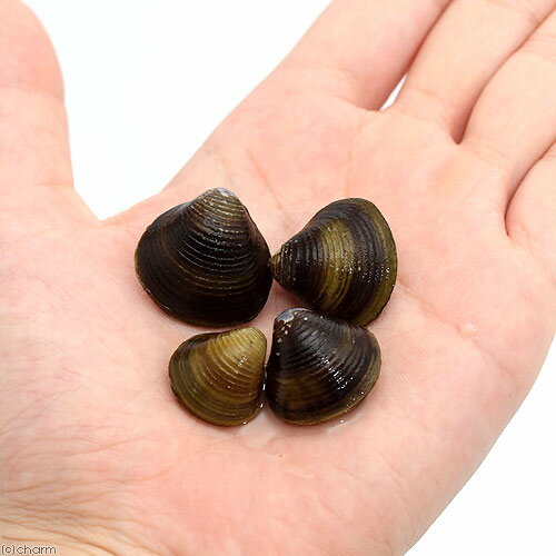 �ʥ��ӡ����˥��������ߡ�10ɤ�ˡʡ�2�䤪�ޤ���