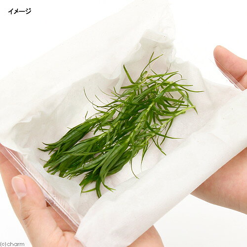 charm 楽天市場店の（水草）トニナsp．ラーゴグランデ（水中葉）（無農薬）（6本）｜アングル2
