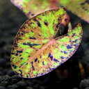 (水草)ニムファ ミクランサ(水中葉)(無農薬)(1株)