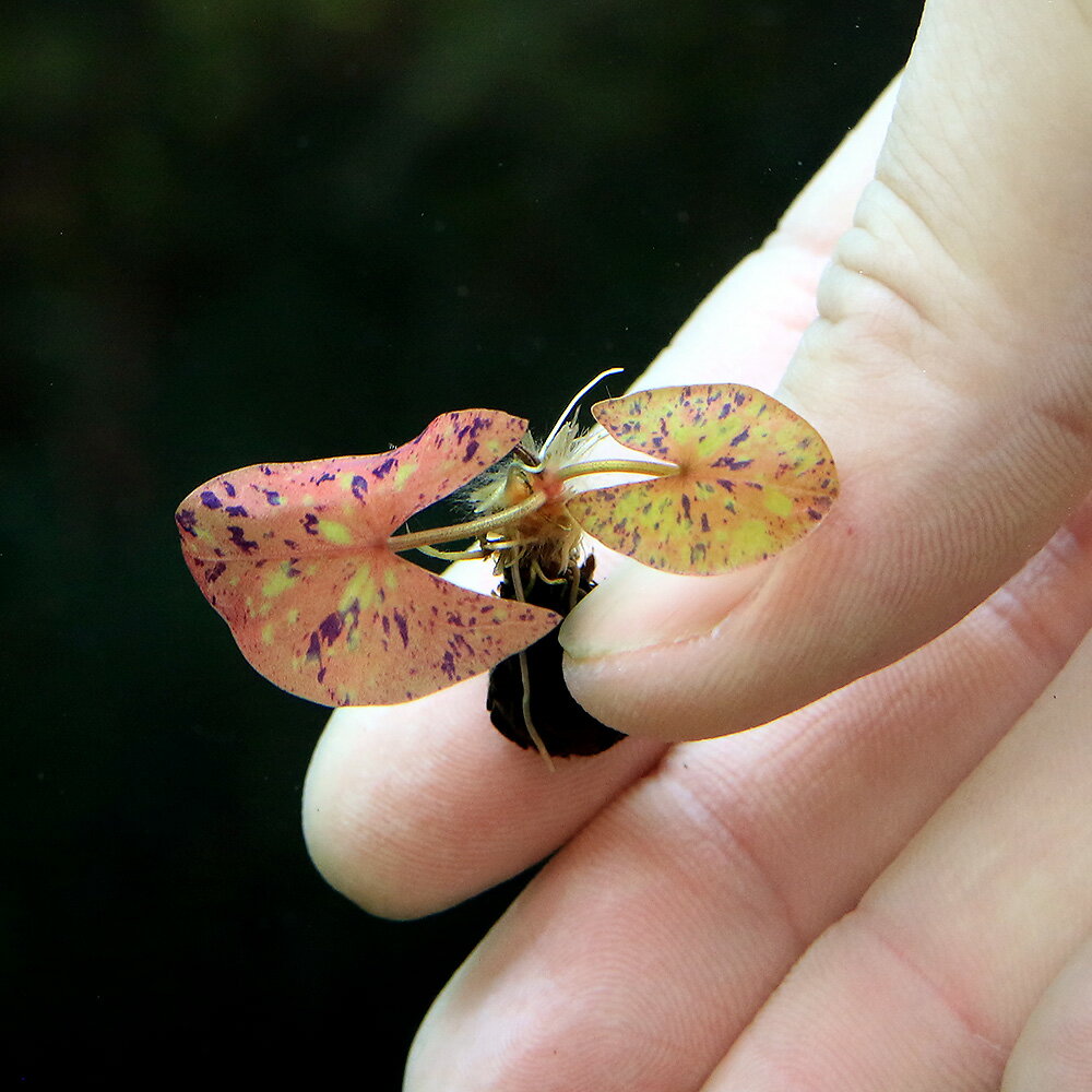 �ʿ���˥˥�ե����ߥ���󥵡ʿ����աˡ�̵�����ˡ�1����