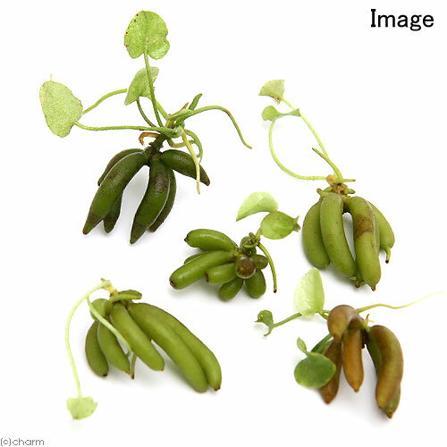 �ʿ���˥Хʥʥץ��ȡʿ����աˡ�̵�����ˡ�1����