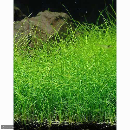 �ʿ���˥إ������饹�ʿ���աˡ�̵�����ˡ�2«ʬ��