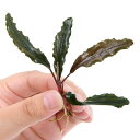 (水草)ブセファランドラsp.西カリマンタン産(無農薬)(1株) - charm 楽天市場店