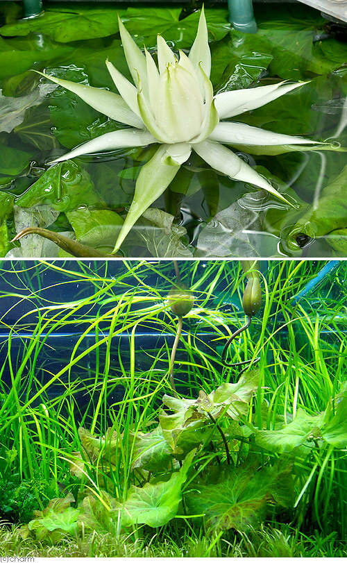 （水草）ロータス　ラビットイヤー（水中葉）（無農薬）（1株）