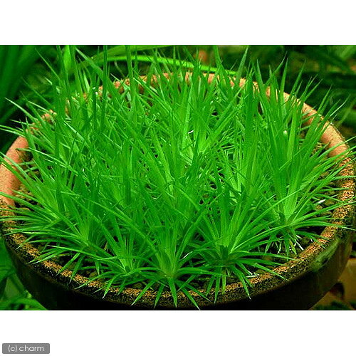 （水草）日本産ホシクサSサイズ（キネレウム）（水上葉）（無農薬）（1株）