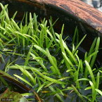 （ビオトープ）水辺植物　ウリカワ（サジタリア・ピグマエア）（1ポット）（休眠株）　抽水植物【HLS_DU】