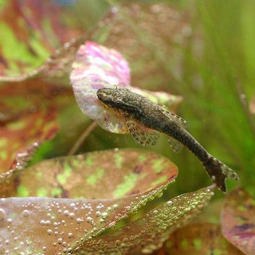 熱帯魚 オトシンネグロ ワイルド 3匹 北海道・九州航空便要保温