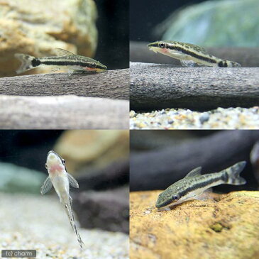 (熱帯魚)オトシンクルス(6匹) 北海道・九州・沖縄航空便要保温