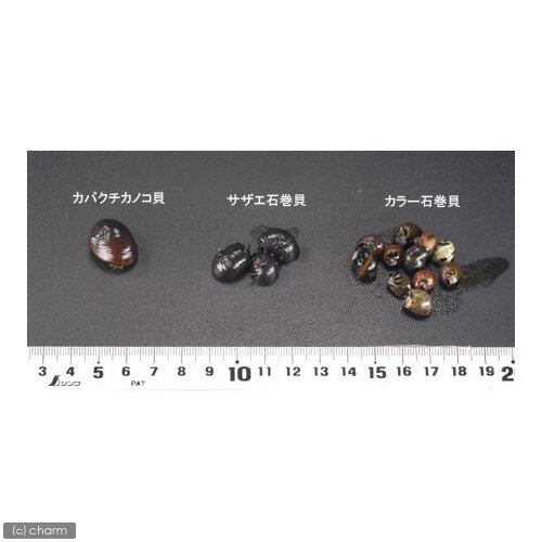 �ʥ��ӡ����˥��Х������Υ�����1ɤ�ˡ��̳�ƻ���彣�Ҷ������ݲ�