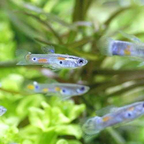 （熱帯魚）ワイルドフォーム・ミックスグッピー