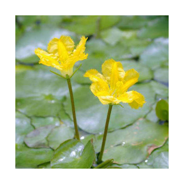 （ビオトープ）水辺植物　アサザ（