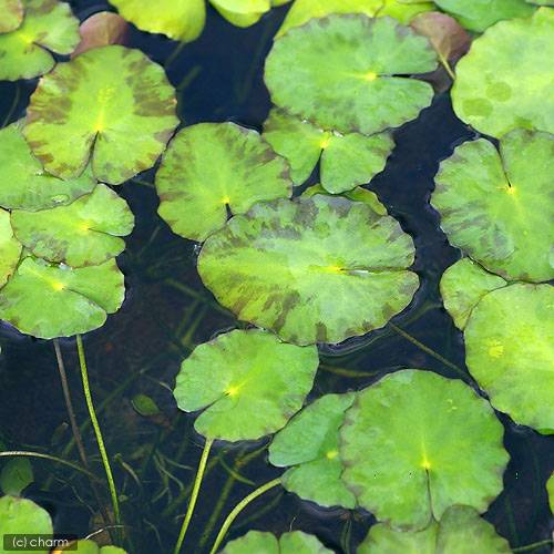 （ビオトープ）水生植物　アサザ（1ポット）　浮葉植物
