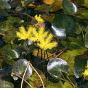(ビオトープ)水生植物 アメリカアサザ(1ポット) 浮葉植物
