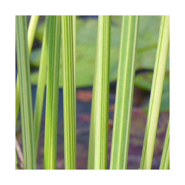 （ビオトープ）水生植物　タテジマフトイ（1ポット）　抽水植物