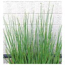(ビオトープ)水生植物 フトイ(1ポット) 抽水植物