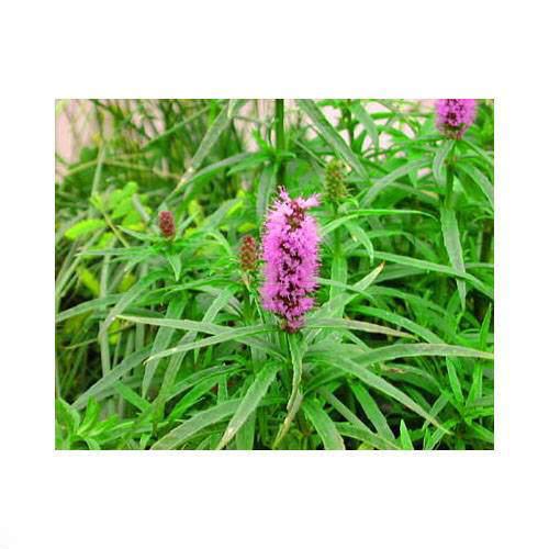 （ビオトープ）水生植物　ミズトラノオ（水上葉）（1ポット）　湿性植物　日本産水草（休眠状態）