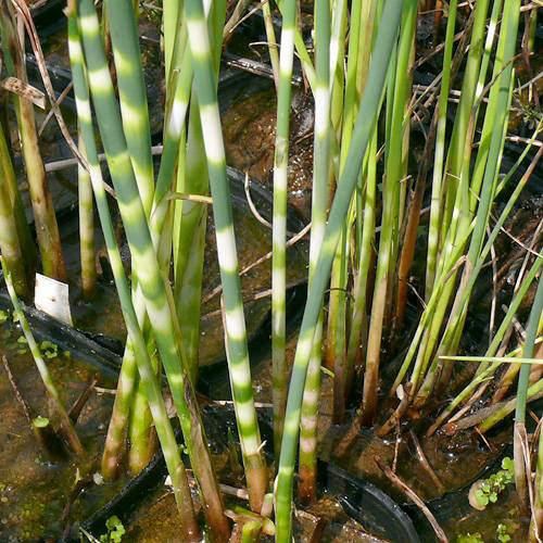 （ビオトープ）水辺植物　ヨコシマフトイ（1ポット）　抽水植物
