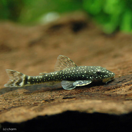 （熱帯魚）パラオトシン・ハロルドイ（1匹）　北海道・九州航空便要保温