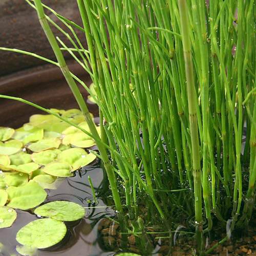 （ビオトープ）水辺植物　ミズトク