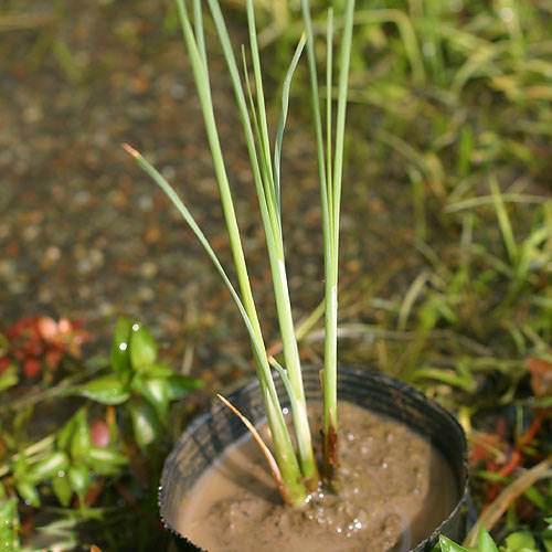 （ビオトープ）水辺植物　ゴクヒメガマ（1ポット）　抽水植物【HLS_DU】