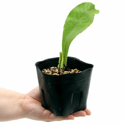 �ʻ�����˥������ӻ��˥ʥʥХ������ʼ����ӻ���3���1�ݥå�ʬ�˾�����¿ǯ��