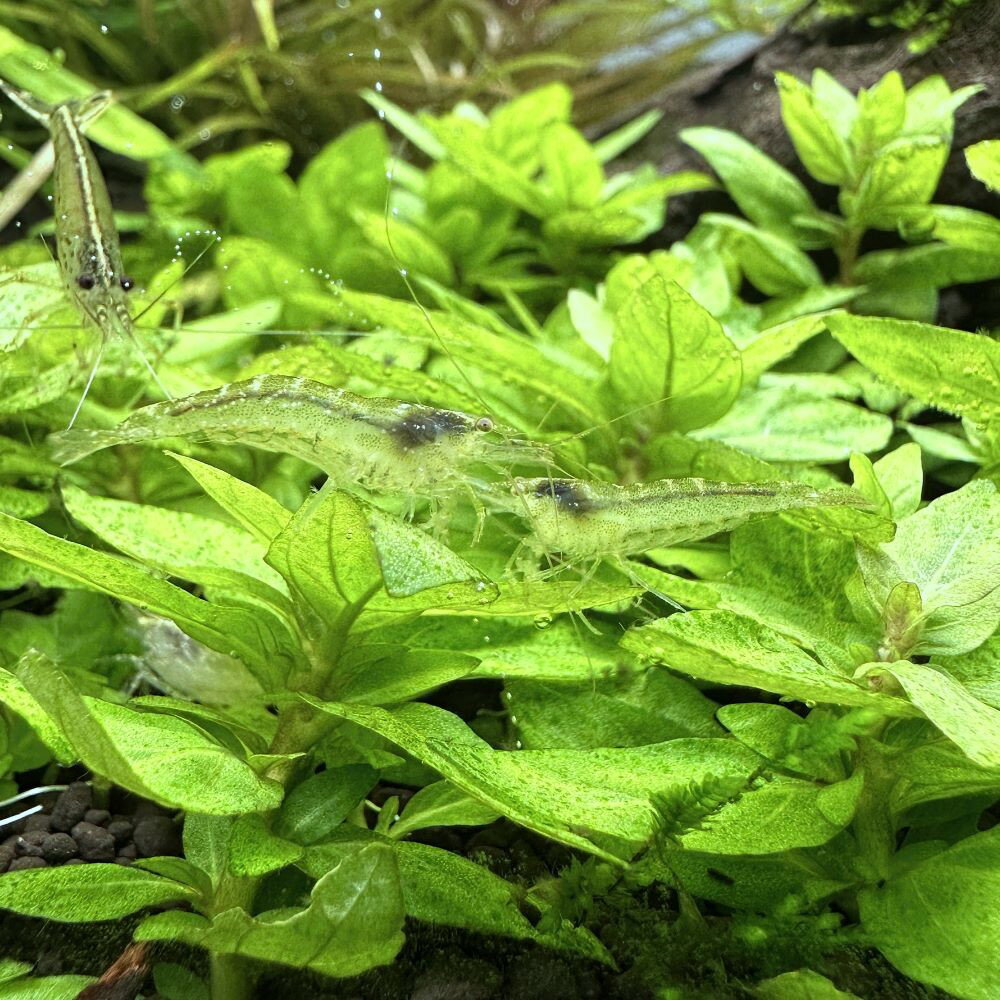 �ʥ��ӡ˥��른�����饤�ॷ����ס�20ɤ�ˡʡ�1�䤪�ޤ���