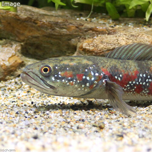 （熱帯魚）コウタイ　スーパーレッドタイガー（1匹）　北海道・九州航空便要保温
