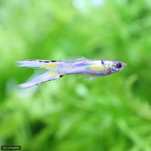 Other - （熱帯魚）プラチナジャパンブルーダブルソード・グッピー（国産グッピー）（1ペア）　北海道・九州航空便要保温