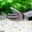 (熱帯魚)コリドラス・スーパーシュワルツィ ラブレア(ワイルド)(1匹) 北海道航空便要保温