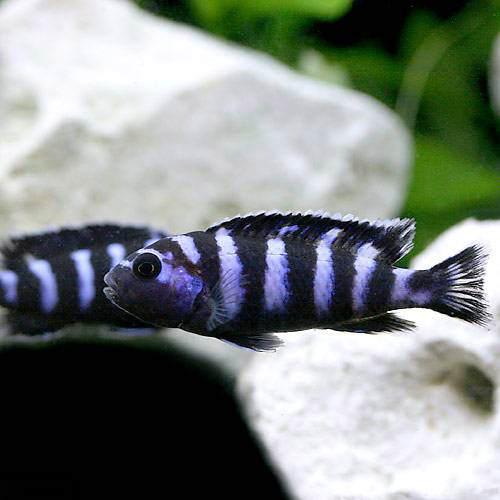 （熱帯魚）シュードトロフェウス・デマーソニー（1匹）　北海道・九州航空便要保温