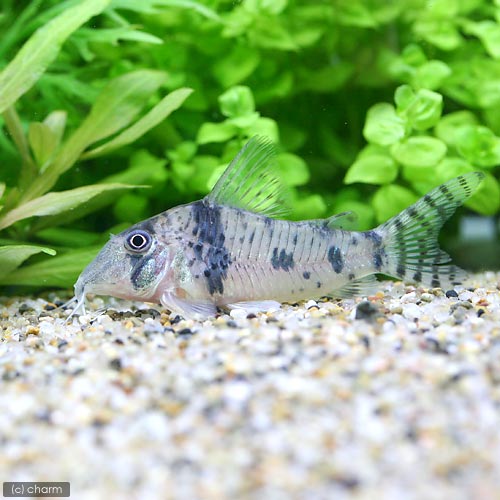 （熱帯魚）コリドラスsp．ボニータ（ワイルド）（1匹）　沖縄別途送料　北海道・九州航空便要保温のサムネイル