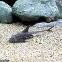 (熱帯魚)ブラックコメット・ロリカリア(1匹) 北海道航空便要保温 沖縄別途送料