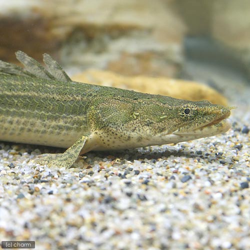 （熱帯魚）ポリプテルスsp．コリバ　33〜36cm（ワイルド）（1匹）　北海道・九州航空便要保温