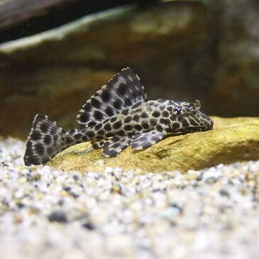 （熱帯魚）セルフィン・プレコ（3匹）　北海道・九州・沖縄航空便要保温