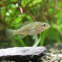 (熱帯魚)オーストラリアン・ゴールデンパーチ(1匹) 北海道航空便要保温