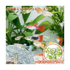 https://thumbnail.image.rakuten.co.jp/@0_mall/chanet/cabinet/1401/140197-1.jpg