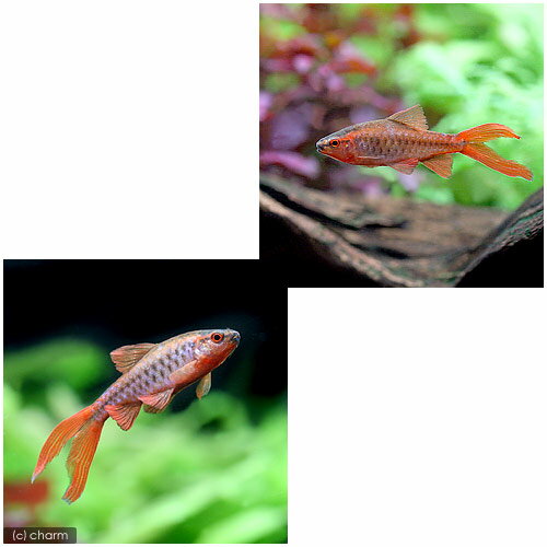 楽天市場 熱帯魚 スーパーコメットチェリー バルブ 1匹 北海道航空便要保温 Charm 楽天市場店 未購入を含む みんなのレビュー 口コミ