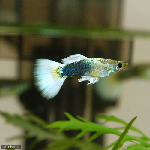 熱帯魚・エビ他 グッピー