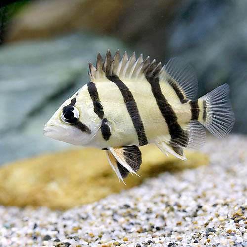 （熱帯魚）フォーバーダトニオ（フォーバータイガー）　Sサイズ（1匹）　北海道・九州航空便要保温