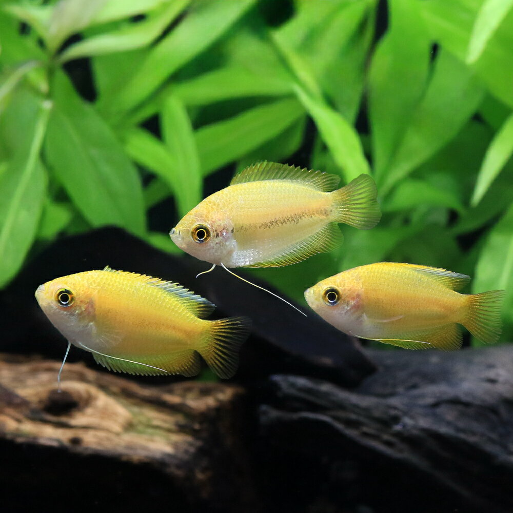 ��3��1�����������Ψ2ʬ��1��1������100�󡡡�Ǯ�ӵ��˥�����ǥ�ϥˡ����ɥ�ե���ߡ���5ɤ�ˡ��̳�ƻ���彣�Ҷ������ݲ�