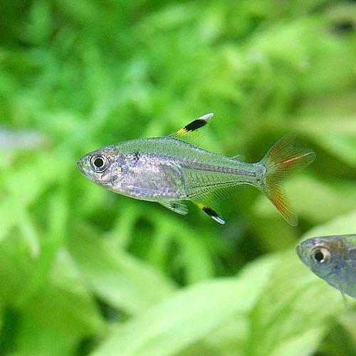 （熱帯魚）フォークテール・プリステラ（3匹）　北海道・九州航空便要保温