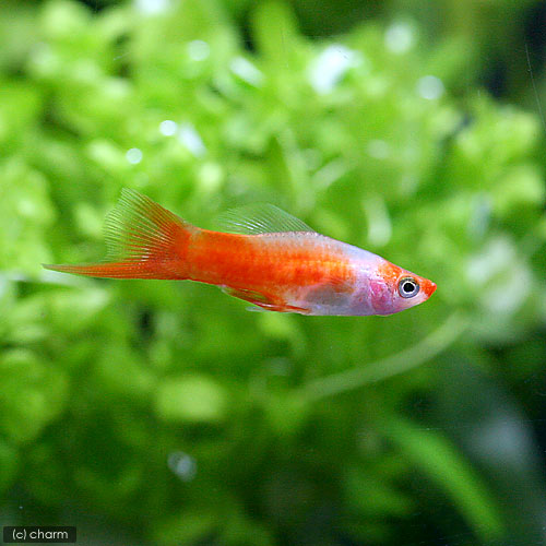 （熱帯魚）コイ・ソードテール（3匹）　北海道航空便要保温