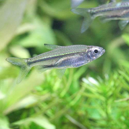 （熱帯魚）ブラックライン・コンゴテトラ（ワイルド）（1匹）　北海道・九州航空便要保温