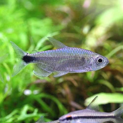 （熱帯魚）ブルーダイヤモンド・コンゴテトラ（1匹）　北海道・九州航空便要保温