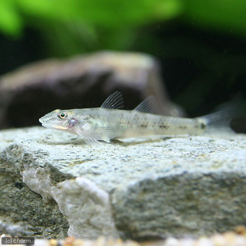 （熱帯魚）ツバサハゼ（1匹） 北海道・九州航空便要保温