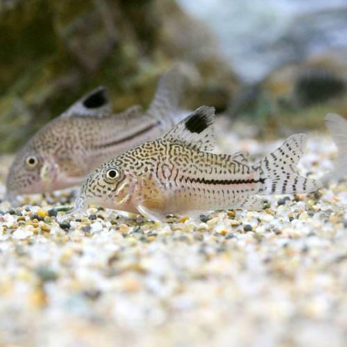 コリドラス ジュリーの飼い方 餌 繁殖 寿命は 水槽の掃除屋 Road To Aquarist